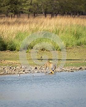 Wild bengal female tiger or tigress with tail up in rajbagh lake water natural scenic landscape background at ranthambore national