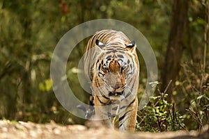 Wild bengal huge male tiger walking head on portrait eye contact in natural green background outdoor wildlife safari at kanha