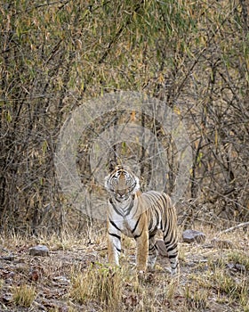 Wild bengal male tiger head on with face expression at eye contact in natural green background in wildlife safari at bandhavgarh