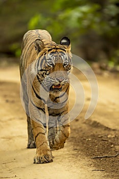 Wild bengal male tiger or panthera tigris tigris head on ranthambore