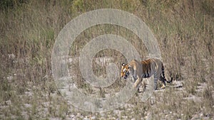 Wild bengal tiger in Bardia, Nepal