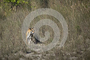 Wild bengal tiger in Bardia, Nepal