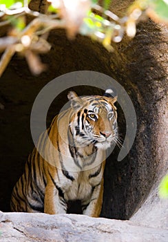 Wild Bengal Tiger in the cave. India. Bandhavgarh National Park. Madhya Pradesh.