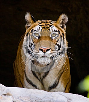 Wild Bengal Tiger in the cave. India. Bandhavgarh National Park. Madhya Pradesh.