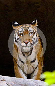 Wild Bengal Tiger in the cave. India. Bandhavgarh National Park. Madhya Pradesh.