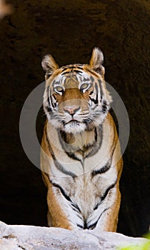 Wild Bengal Tiger in the cave. India. Bandhavgarh National Park. Madhya Pradesh.