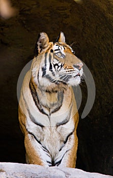 Wild Bengal Tiger in the cave. India. Bandhavgarh National Park. Madhya Pradesh.