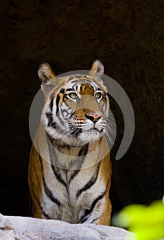 Wild Bengal Tiger in the cave. India. Bandhavgarh National Park. Madhya Pradesh.