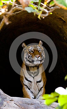 Wild Bengal Tiger in the cave. India. Bandhavgarh National Park. Madhya Pradesh.