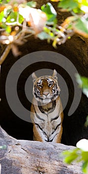 Wild Bengal Tiger in the cave. India. Bandhavgarh National Park. Madhya Pradesh.