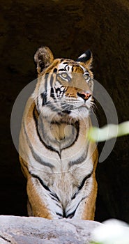 Wild Bengal Tiger in the cave. India. Bandhavgarh National Park. Madhya Pradesh.