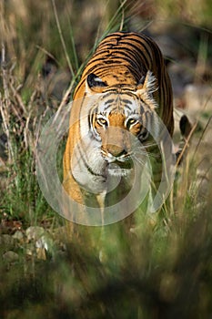 Wild bengal tiger at dhikala zone of jim corbett national park