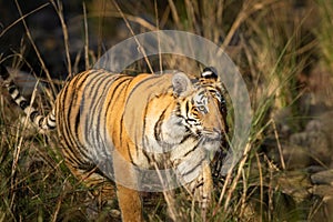Wild bengal tiger at dhikala zone of jim corbett national park