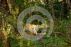 Wild bengal tiger at dhikala zone of jim corbett national park