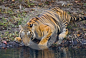 Wild Bengal Tiger drinking water from a pond in the jungle. India. Bandhavgarh National Park. Madhya Pradesh.