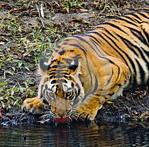 Wild Bengal Tiger drinking water from a pond in the jungle. India. Bandhavgarh National Park. Madhya Pradesh.