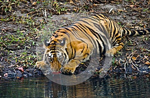 Wild Bengal Tiger drinking water from a pond in the jungle. India. Bandhavgarh National Park. Madhya Pradesh.