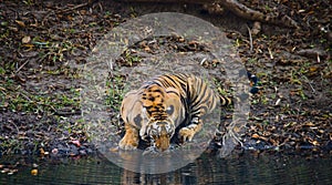 Wild Bengal Tiger drinking water from a pond in the jungle. India. Bandhavgarh National Park. Madhya Pradesh.