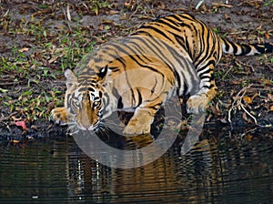 Wild Bengal Tiger drinking water from a pond in the jungle. India. Bandhavgarh National Park. Madhya Pradesh.