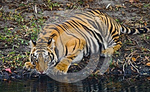 Wild Bengal Tiger drinking water from a pond in the jungle. India. Bandhavgarh National Park. Madhya Pradesh.