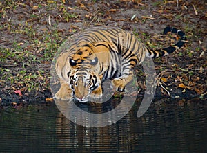 Wild Bengal Tiger drinking water from a pond in the jungle. India. Bandhavgarh National Park. Madhya Pradesh.