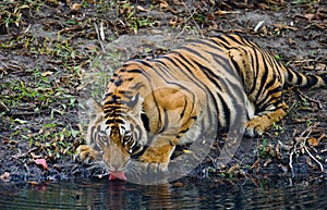 Wild Bengal Tiger drinking water from a pond in the jungle. India. Bandhavgarh National Park. Madhya Pradesh.