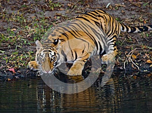 Wild Bengal Tiger drinking water from a pond in the jungle. India. Bandhavgarh National Park. Madhya Pradesh.