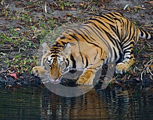 Wild Bengal Tiger drinking water from a pond in the jungle. India. Bandhavgarh National Park. Madhya Pradesh.