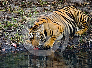 Wild Bengal Tiger drinking water from a pond in the jungle. India. Bandhavgarh National Park. Madhya Pradesh.