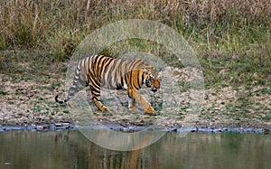 Wild Bengal Tiger drinking water from a pond in the jungle. India. Bandhavgarh National Park. Madhya Pradesh.