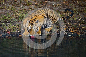 Wild Bengal Tiger drinking water from a pond in the jungle. India. Bandhavgarh National Park. Madhya Pradesh.