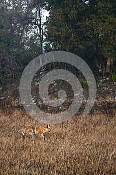 Wild bengal tiger on early morning stroll for territory marking at grassland area of terai region forest