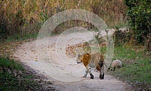 Wild Bengal Tiger is going on the road in the jungle. India. Bandhavgarh National Park. Madhya Pradesh.