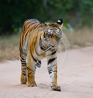 Wild Bengal Tiger is going on the road in the jungle. India. Bandhavgarh National Park. Madhya Pradesh.