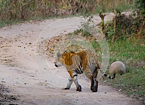 Wild Bengal Tiger is going on the road in the jungle. India. Bandhavgarh National Park. Madhya Pradesh.