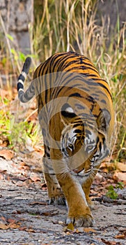 Wild Bengal Tiger is going on the road in the jungle. India. Bandhavgarh National Park. Madhya Pradesh.