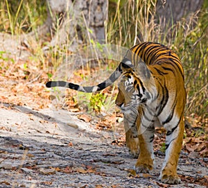 Wild Bengal Tiger is going on the road in the jungle. India. Bandhavgarh National Park. Madhya Pradesh.