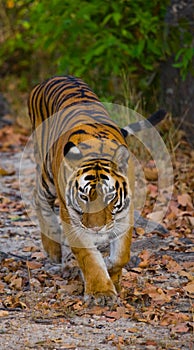 Wild Bengal Tiger is going on the road in the jungle. India. Bandhavgarh National Park. Madhya Pradesh.