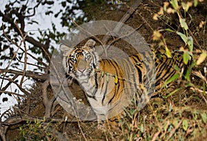 Wild Bengal tiger looks out from the bushes in the jungle. India. Bandhavgarh National Park. Madhya Pradesh.