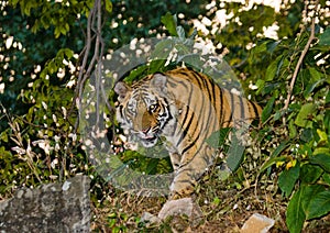 Wild Bengal tiger looks out from the bushes in the jungle. India. Bandhavgarh National Park. Madhya Pradesh.