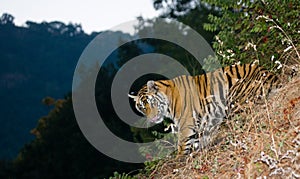 Wild Bengal tiger looks out from the bushes in the jungle. India. Bandhavgarh National Park. Madhya Pradesh.