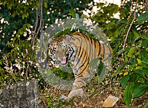 Wild Bengal tiger looks out from the bushes in the jungle. India. Bandhavgarh National Park. Madhya Pradesh.