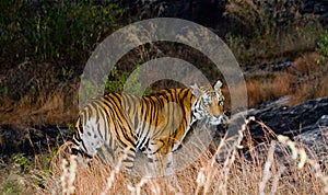 Wild Bengal tiger looks out from the bushes in the jungle. India. Bandhavgarh National Park. Madhya Pradesh.