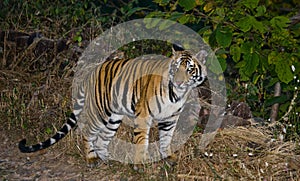 Wild Bengal tiger looks out from the bushes in the jungle. India. Bandhavgarh National Park. Madhya Pradesh.