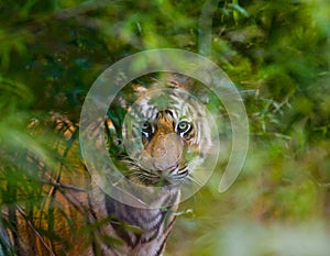 Wild Bengal tiger looks out from the bushes in the jungle. India. Bandhavgarh National Park. Madhya Pradesh.