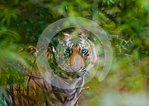 Wild Bengal tiger looks out from the bushes in the jungle. India. Bandhavgarh National Park. Madhya Pradesh.