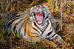 Wild Bengal Tiger lying on the grass and yawns. India. Bandhavgarh National Park. Madhya Pradesh.