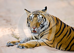 Wild Bengal Tiger lying on the road in the jungle. India. Bandhavgarh National Park. Madhya Pradesh.