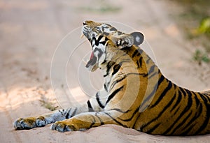 Wild Bengal Tiger lying on the road in the jungle. India. Bandhavgarh National Park. Madhya Pradesh.