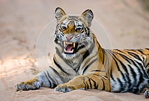 Wild Bengal Tiger lying on the road in the jungle. India. Bandhavgarh National Park. Madhya Pradesh.